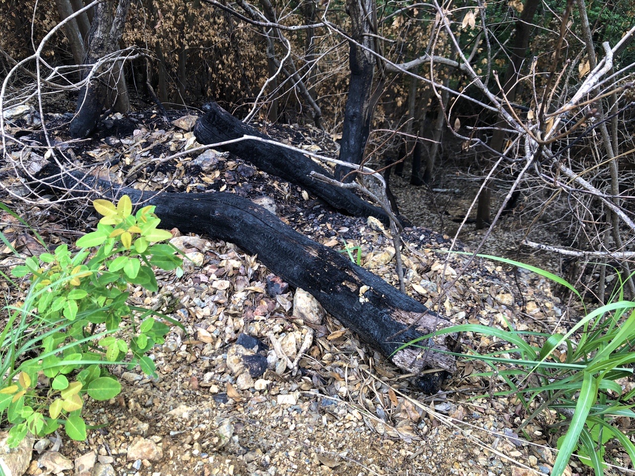 両崖山・仙人ヶ岳・石尊山 焼けて炭化してます