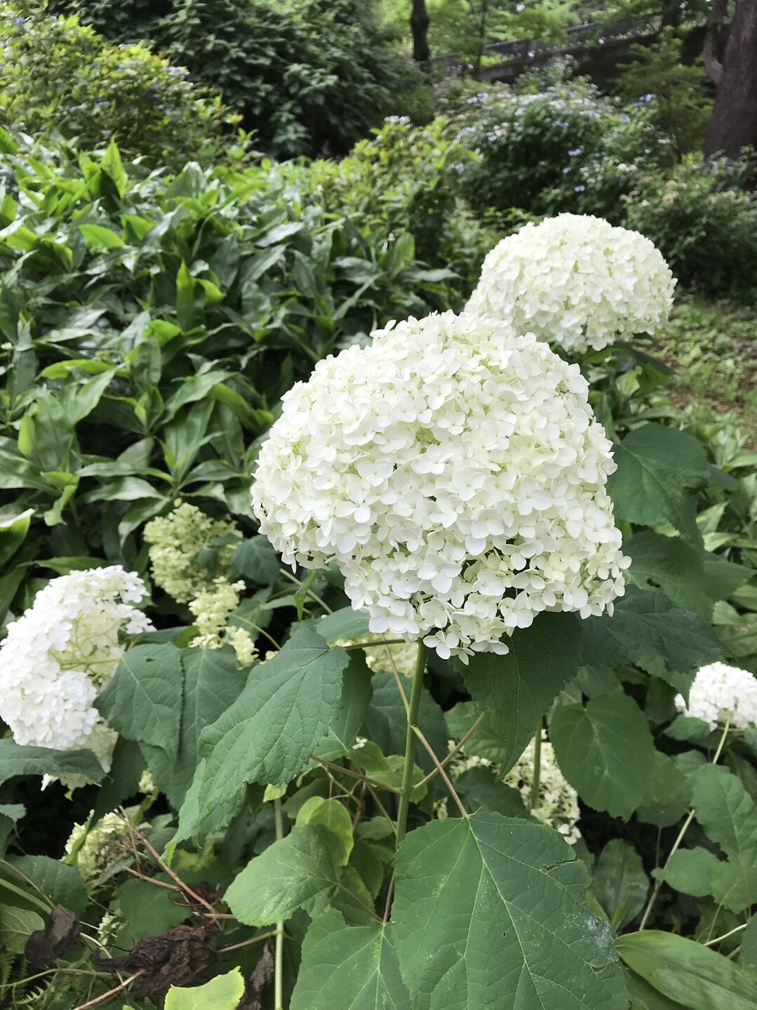 クガイソウ咲く昭和記念公園へ ずおずおむさんの国分寺市の活動日記 Yamap ヤマップ