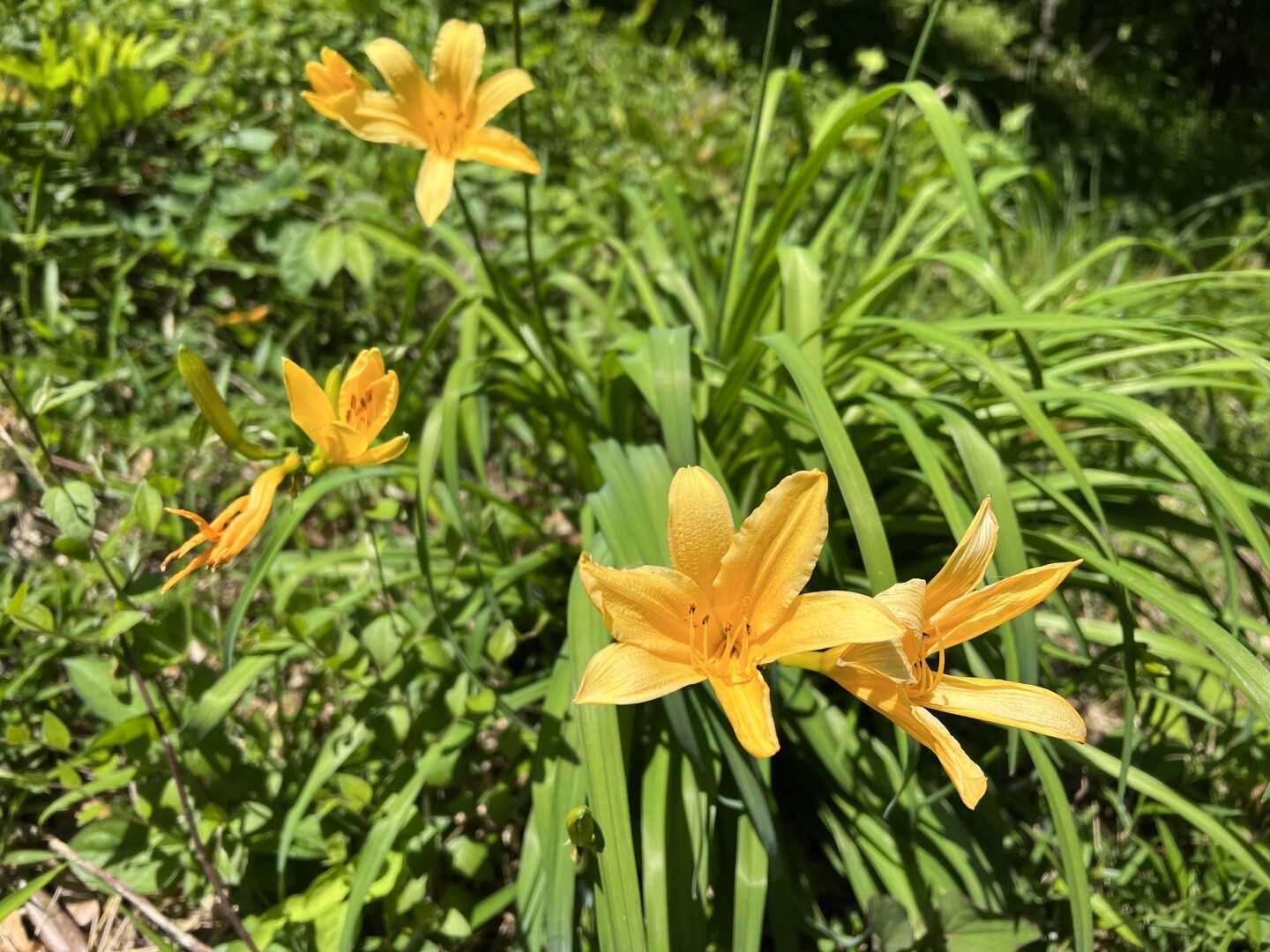 ムサシノキスゲを見に浅間山公園に行く みゆまるさんの府中市 東京都 の活動日記 Yamap ヤマップ
