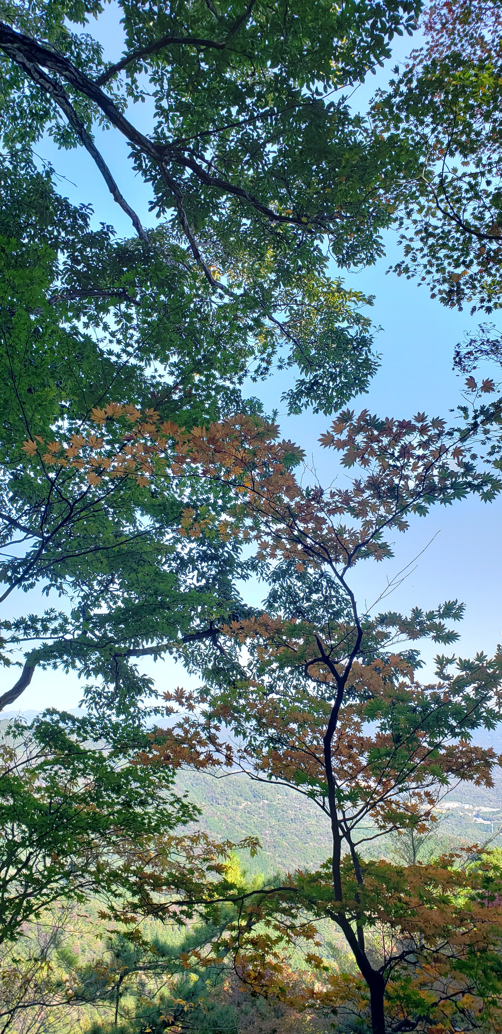 紅葉 見に猿投山 10 31 ひで坊さんの猿投山 物見山の活動データ Yamap ヤマップ