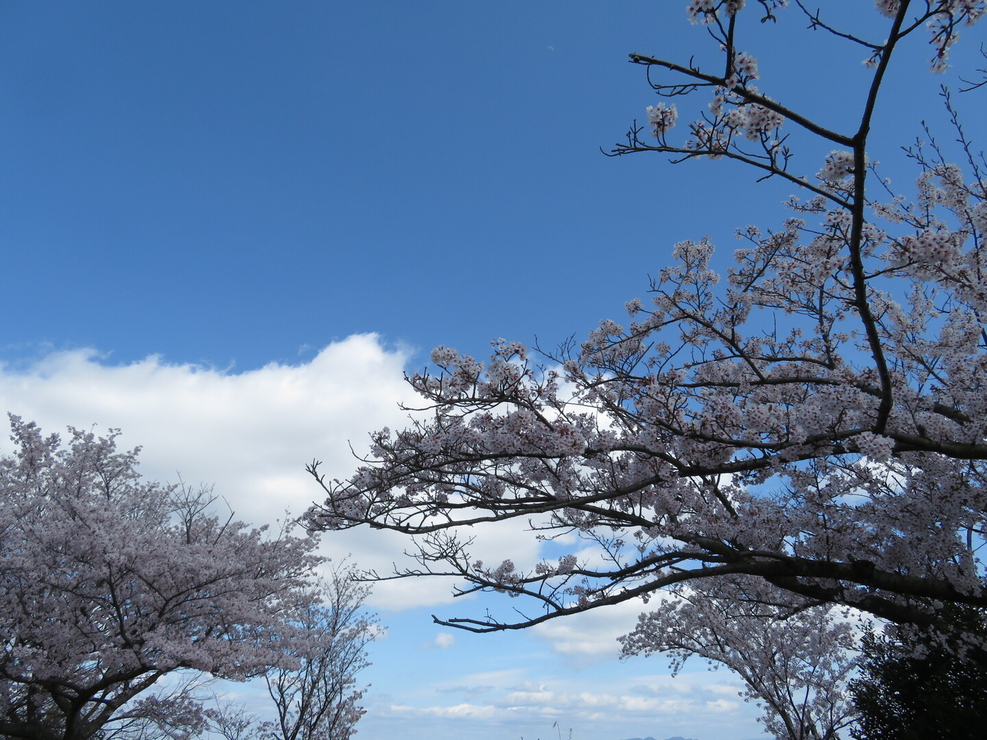 遠足で行った懐かしい二上山へ 金剛山 二上山 大和葛城山の写真18枚目 桜がとても綺麗だった Yamap ヤマップ