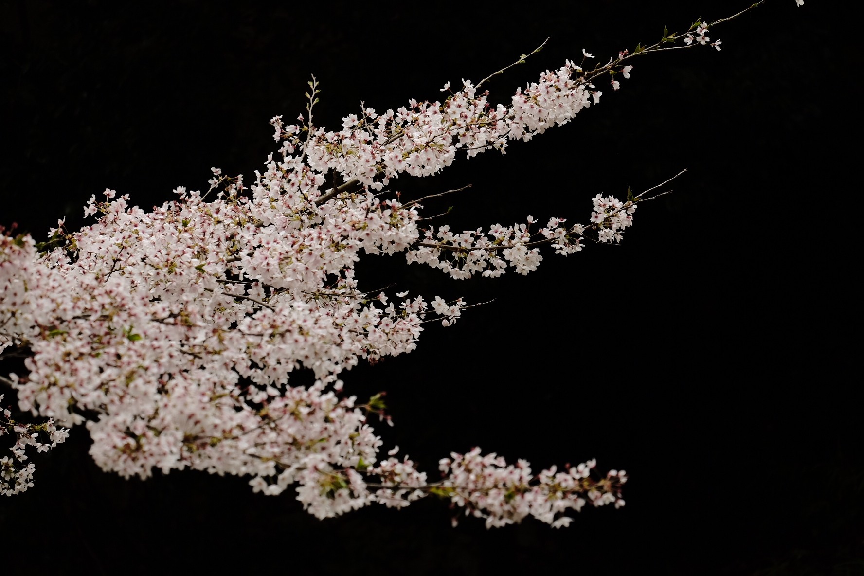 桜散る筑波へ ほしちゃんさんの筑波山の活動データ Yamap ヤマップ