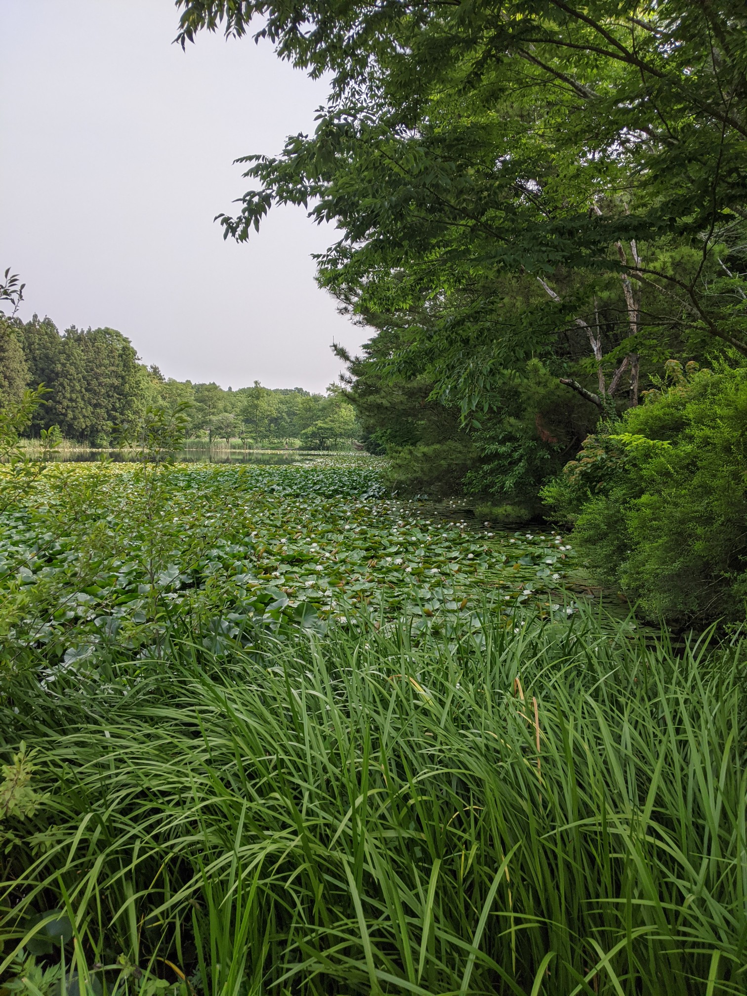 市貝市の多田羅沼 06 06 Koyuri ๑ ڡ ๑ さんの芳賀富士の活動データ Yamap ヤマップ
