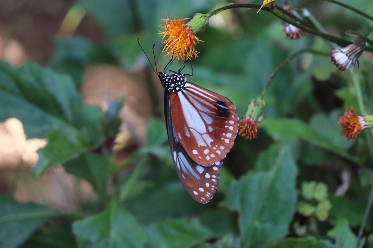 織幡神社のアサギマダラ うさぎさんの湯川山 城山 孔大寺山の活動日記 Yamap ヤマップ