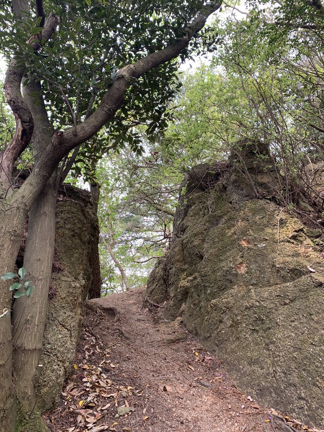 高雄山 兵庫県神戸市北区 兵庫 の登山 山頂 天気 人気のルート 最新の記録 Yamap ヤマップ
