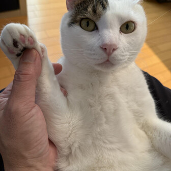どらやき