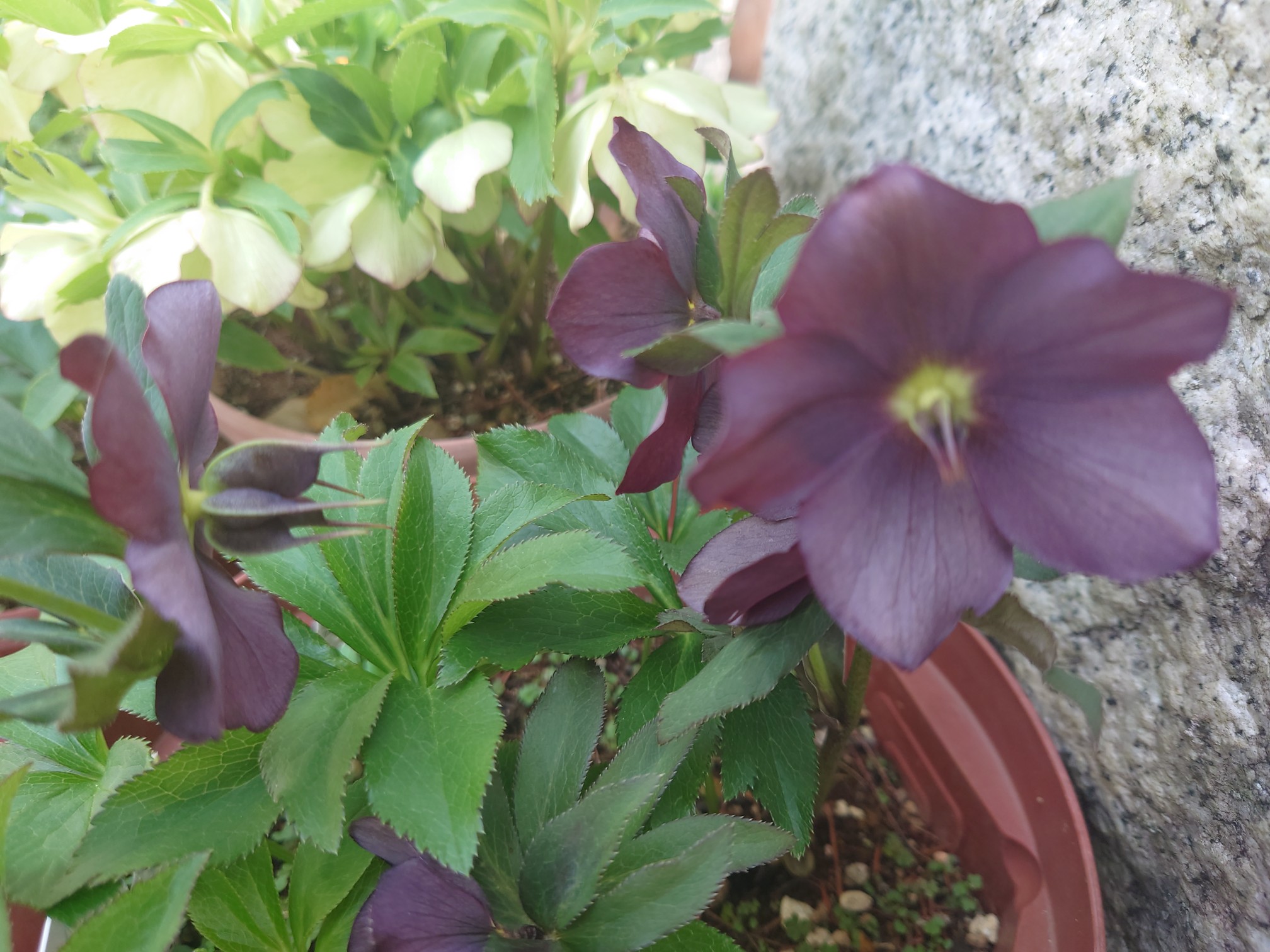 たまには野に咲く花以外も 日比谷花壇 大船フラワーセンター Ancさんの鎌倉市の活動日記 Yamap ヤマップ