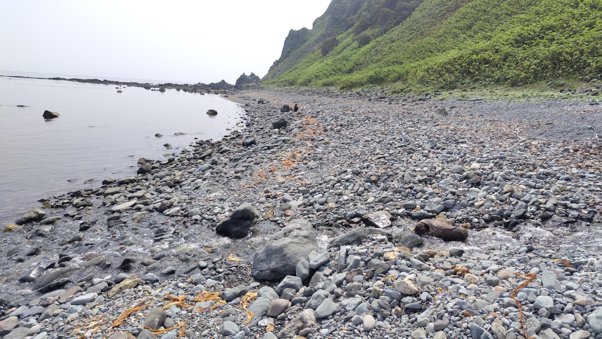 2泊3日の間で熊を目撃したのは、2回で2回目は知床岬からの帰りの同じ場所なので、たぶん同一個体だと思われます（3日間とも疲れ果てて下ばかり向いて歩いていたので、気づかずに近くを通り過ぎていた可能性はある）。