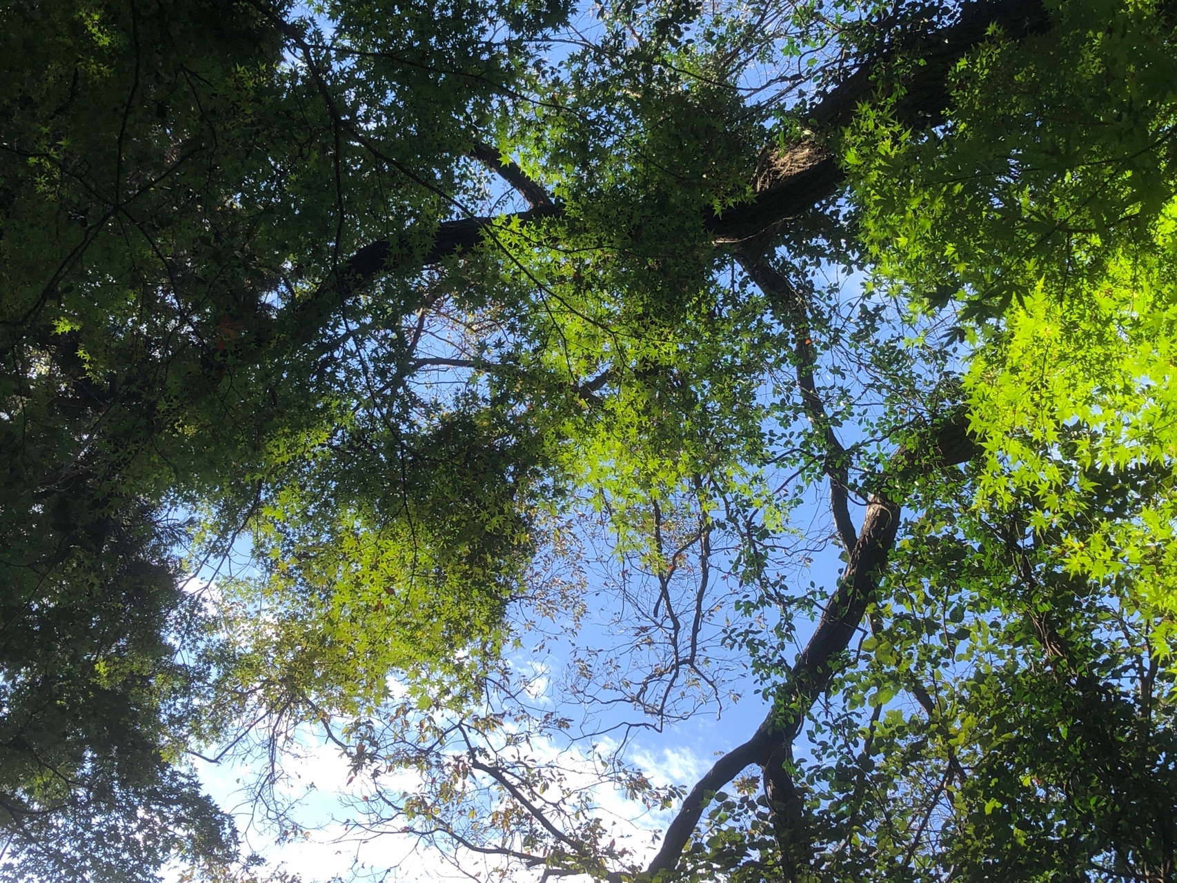 鎌倉天園ハイキングコース 再開通した道を楽しむ あたりんさんの鎌倉アルプス 大平山 天台山 の活動データ Yamap ヤマップ