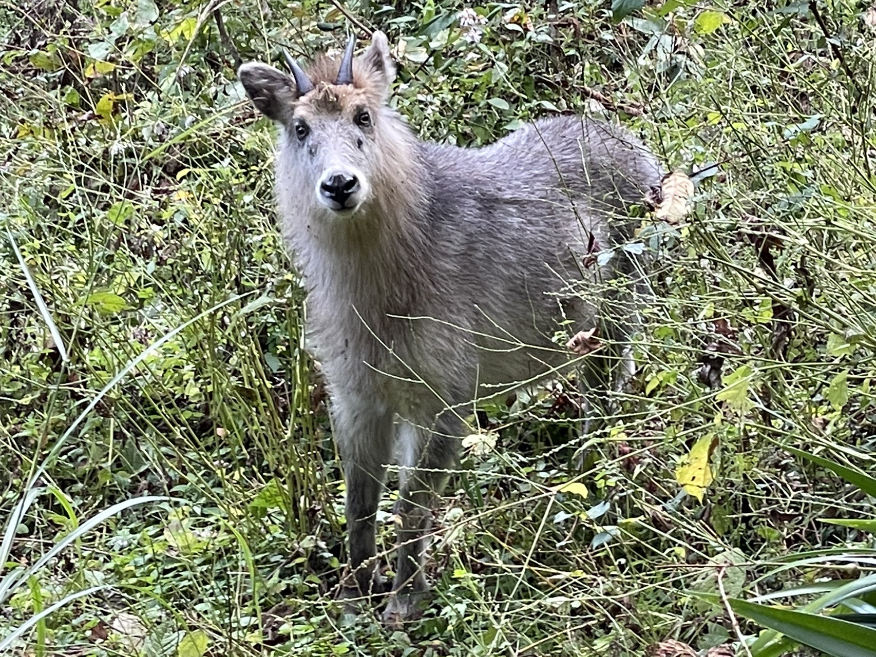 楯山 カモシカと に遭遇 Kotaroさんの甑岳 楯山の活動データ Yamap ヤマップ