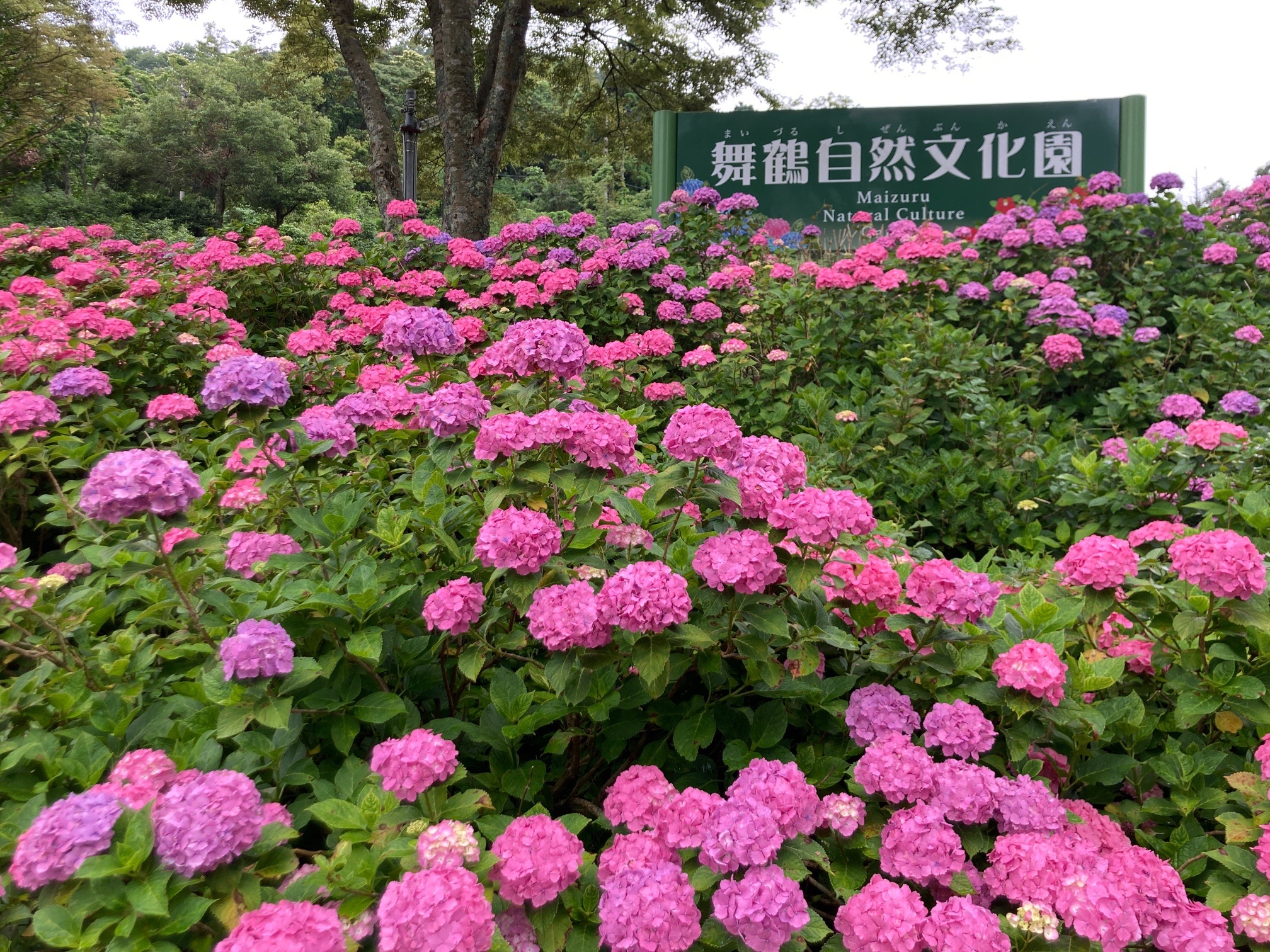 舞鶴にツバキ目当てで Let Sドライブ ウォーキング Mon21さんの多祢山 空山の活動日記 Yamap ヤマップ