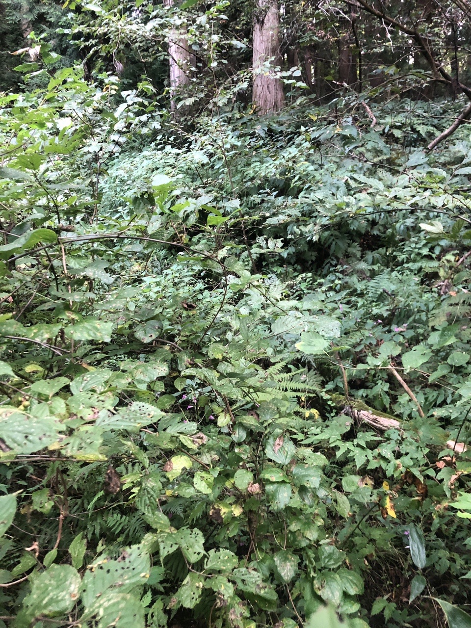 姫ノ城山 三王山古墳群から布施谷不動尊を越えて かつみさんの加茂市の活動日記 Yamap ヤマップ