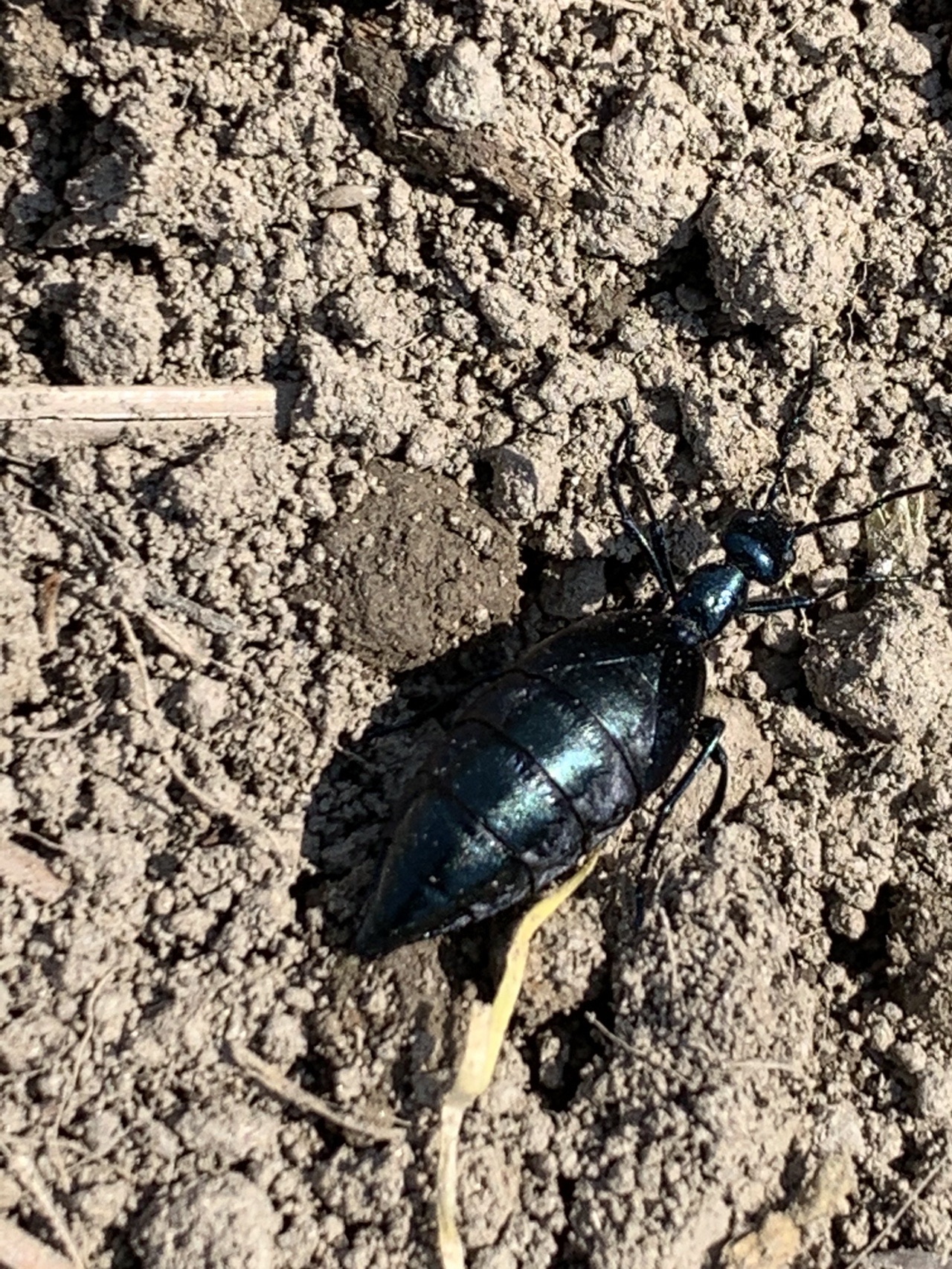 花と虫ウォッチング とっこさんの太宰府市の活動日記 Yamap ヤマップ