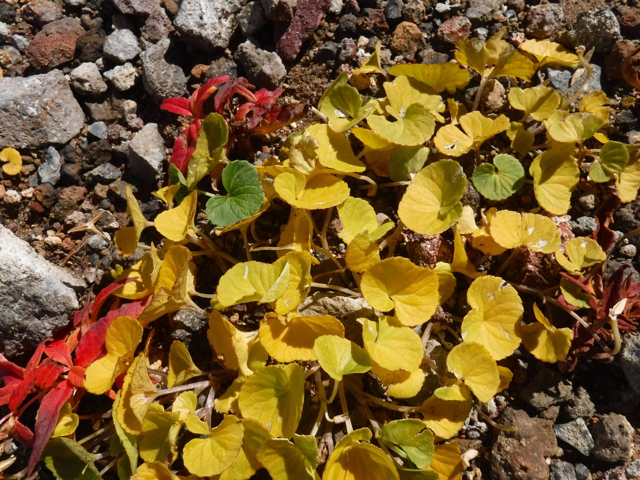 紅葉始まってる