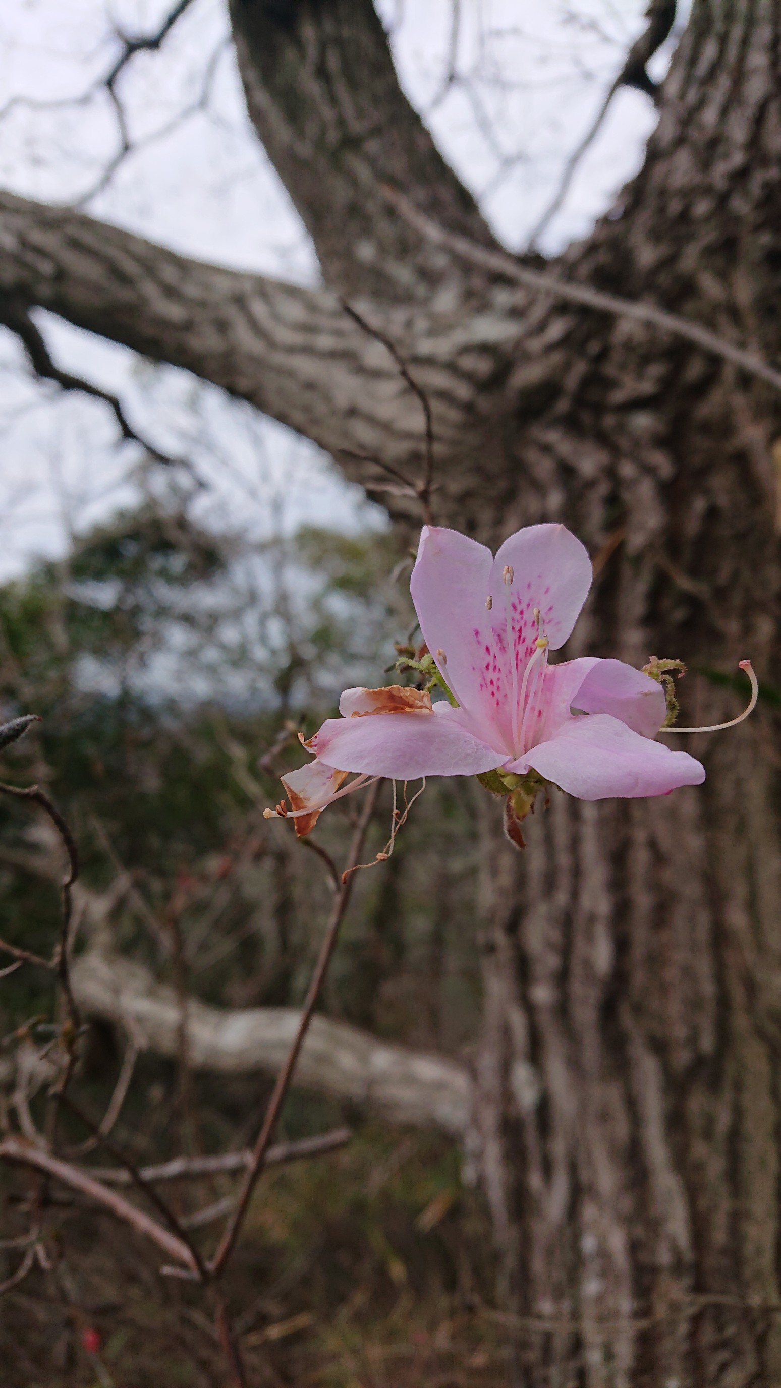 加西アルプス 笠松山 兵庫県 善防山 01 26 Ama Trekさんの加西アルプス 笠松山 善防山の活動データ Yamap ヤマップ
