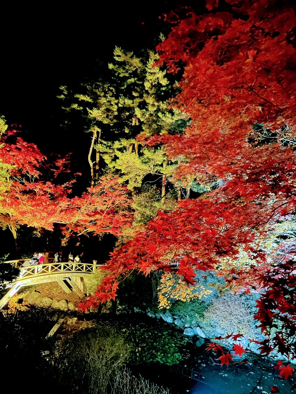 鮮やか 函館 香雪園 ライトアップ みいさーん さんの観光の活動データ Yamap ヤマップ