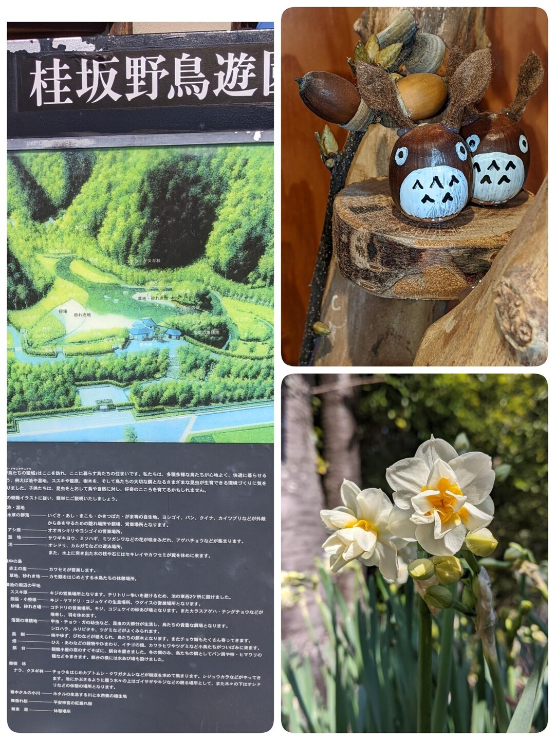 桂坂野鳥遊園から唐櫃越えコース 今日は公... / もーりーさんのモーメント YAMAP / ヤマップ