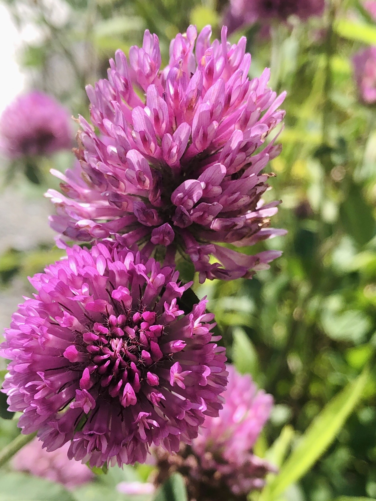 ポンポン山系花綴り 5月 桃色ラインと楊梅山散策 やまたいらさんのポンポン山 釈迦岳 小塩山 若山の活動データ Yamap ヤマップ