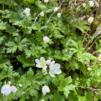 荒島岳 ニリンソウ