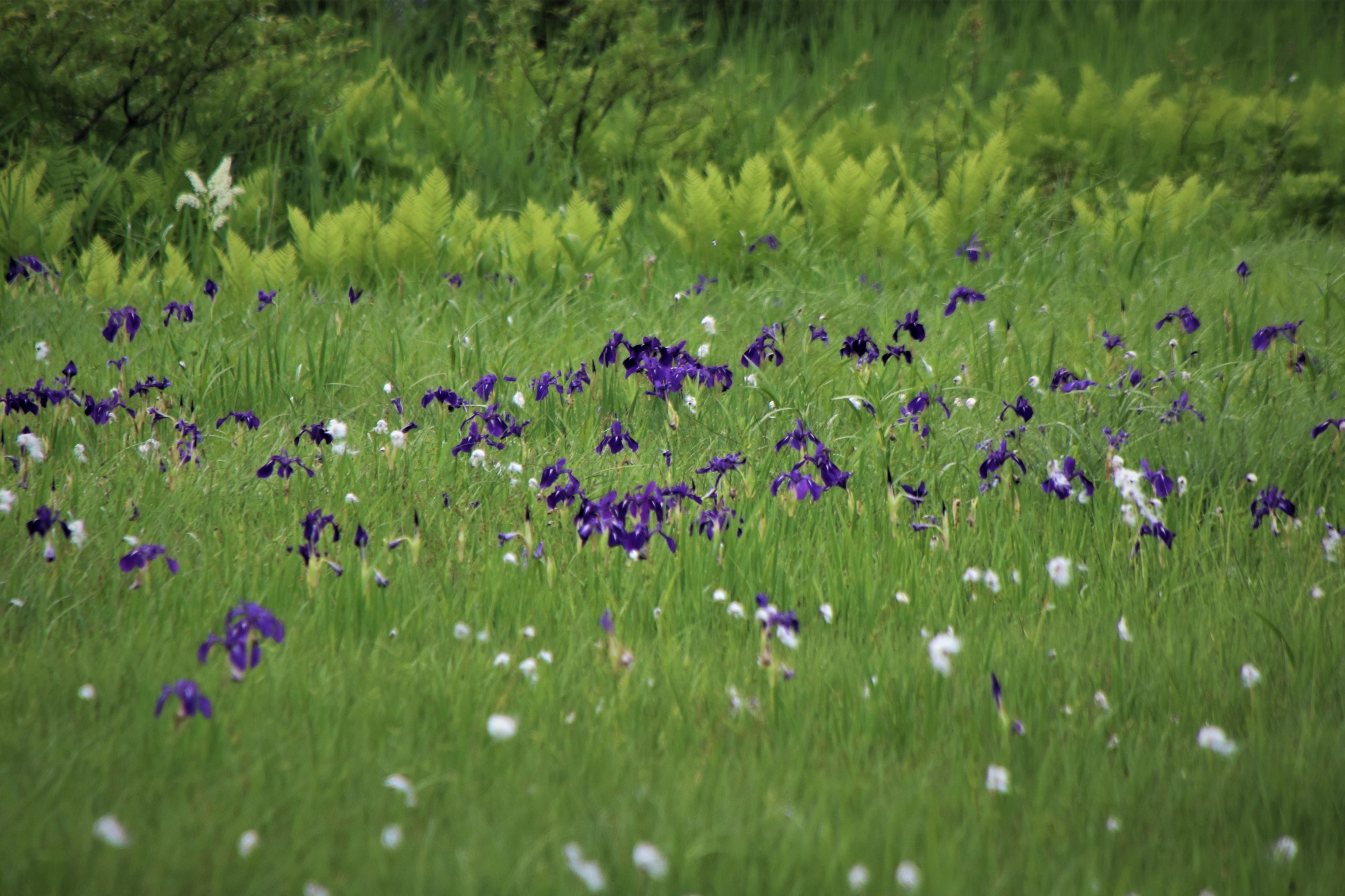 鳩待峠 山ノ鼻 ちょっとだけ尾瀬ヶ原 尾瀬１日目 07 04 Noppeさんの尾瀬 燧ヶ岳の活動データ Yamap ヤマップ