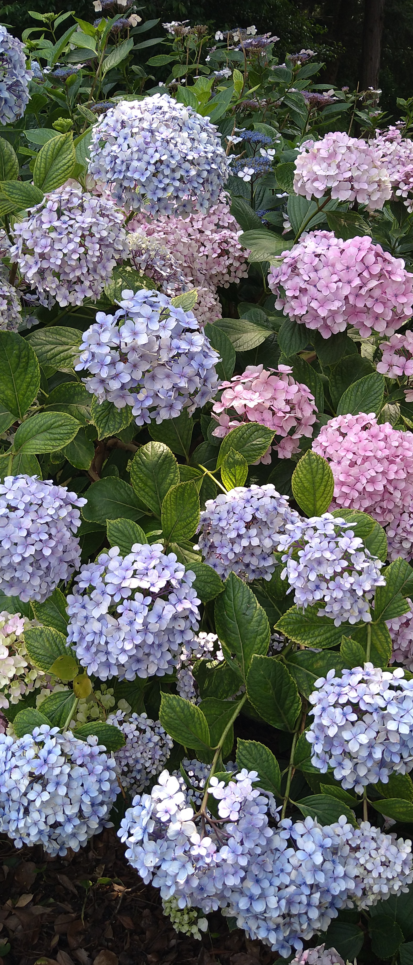 お昼休みはウキウキウォッチング ナオアキさんの吉備中山 龍王山の活動データ Yamap ヤマップ