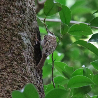 若草山・芳山・高円山 キバシリさんらしい🐤
