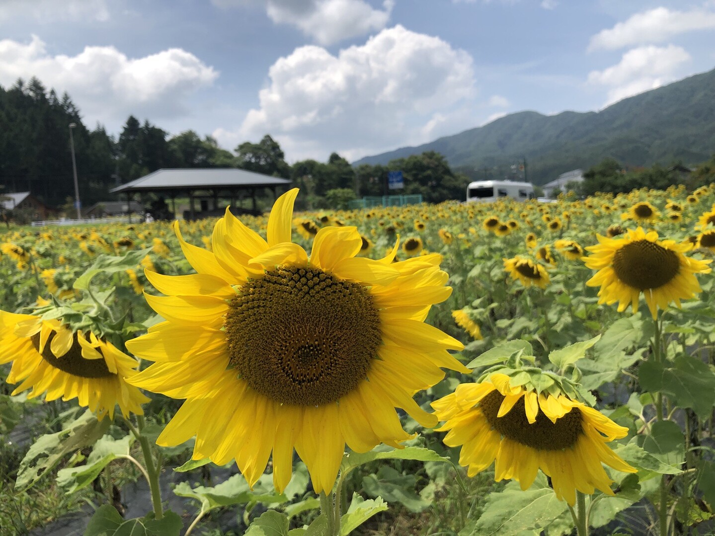 大川入山 阿智村の星空と 平谷のひまわり Nikoさんの蛇峠山の活動日記 Yamap ヤマップ
