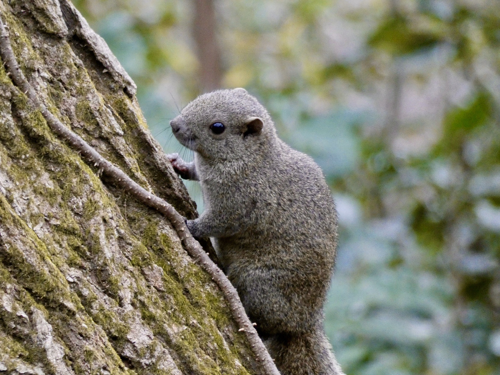 19年登り納め 台風の爪痕残る瀬上 氷取沢 金沢 横浜自然観察の横浜市内4つの市民の森を縦走 Merrystyletさんの鎌倉アルプス 大平山 天台山 の活動日記 Yamap ヤマップ