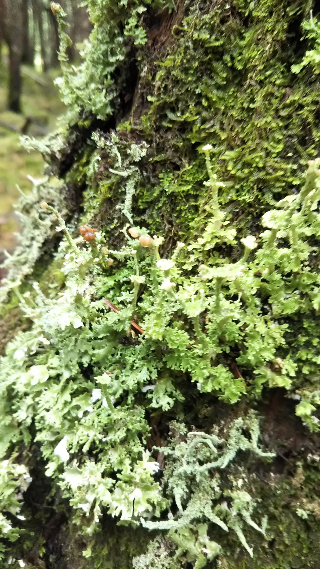 天然苔八ヶ岳産 ～石に育つヒカリゴケ～ 激レアです！！～