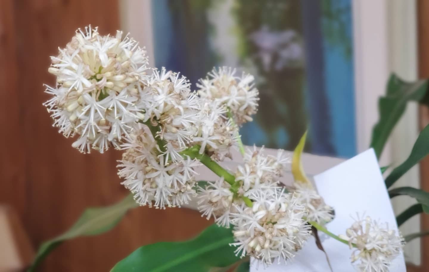 ドラセナ 幸福の木 の花観察 幸せのお Nomさんのモーメント Yamap ヤマップ