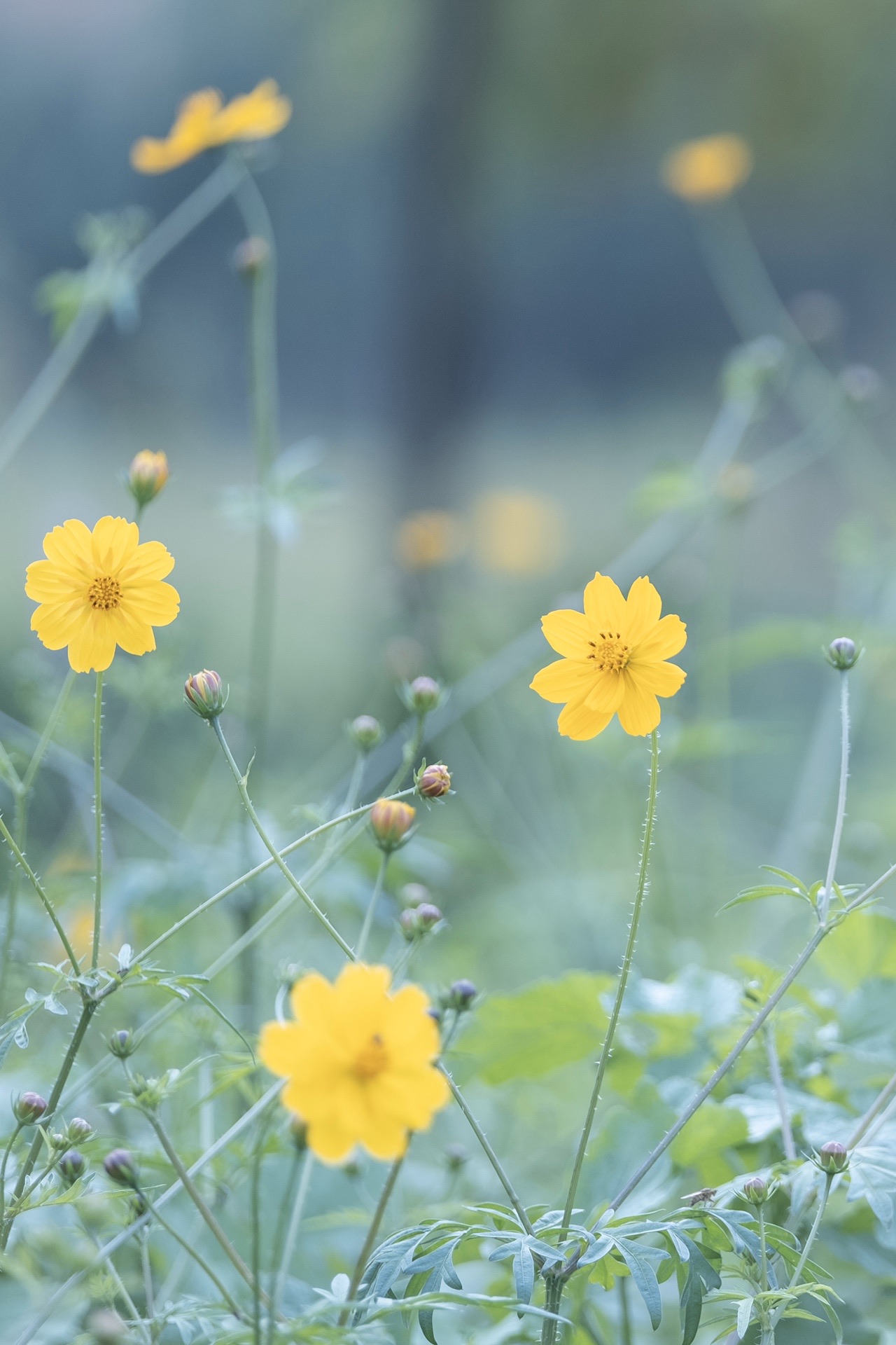 秋のエモいを求めて Okaさんの札幌市の活動日記 Yamap ヤマップ