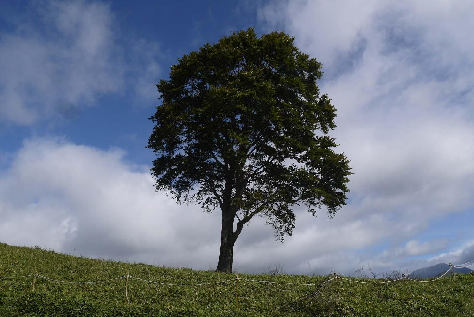 【足尾山地】「孤高のブナ」リベンジ再訪 中倉山～沢入山 / 阿波屋大膳さんの社山・半月山の活動データ YAMAP / ヤマップ