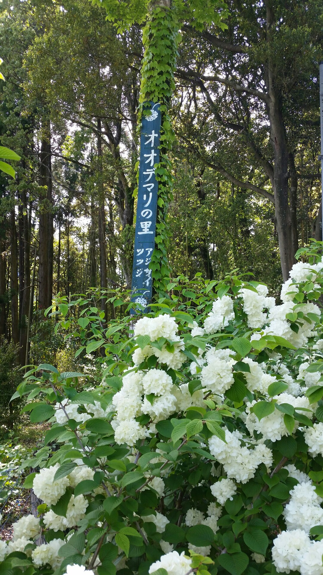 日向市美々津町のオオデマリの里に行ってき Red Headさんのモーメント Yamap ヤマップ