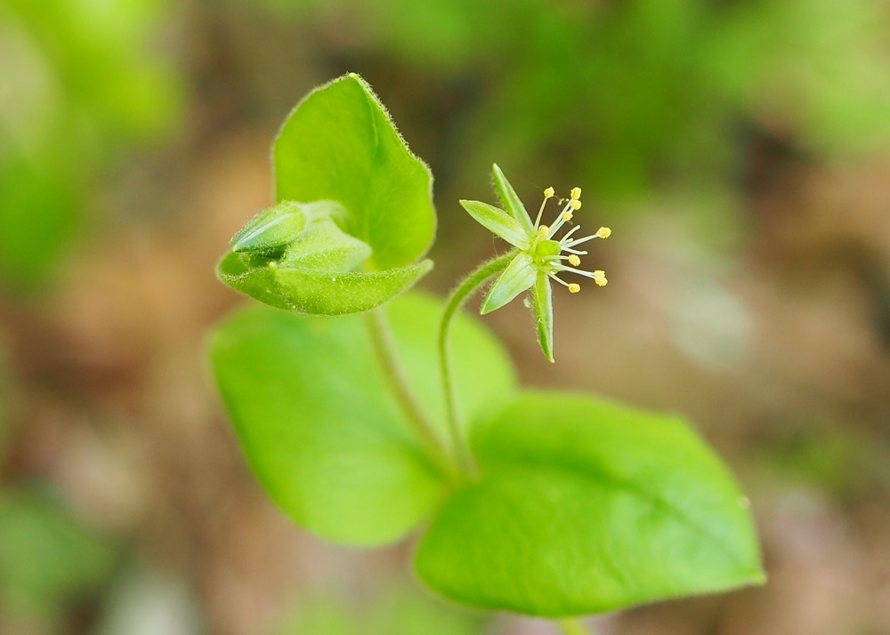 晴れの日にリベンジの花散策 野の花さんのウォーキングの活動日記 Yamap ヤマップ
