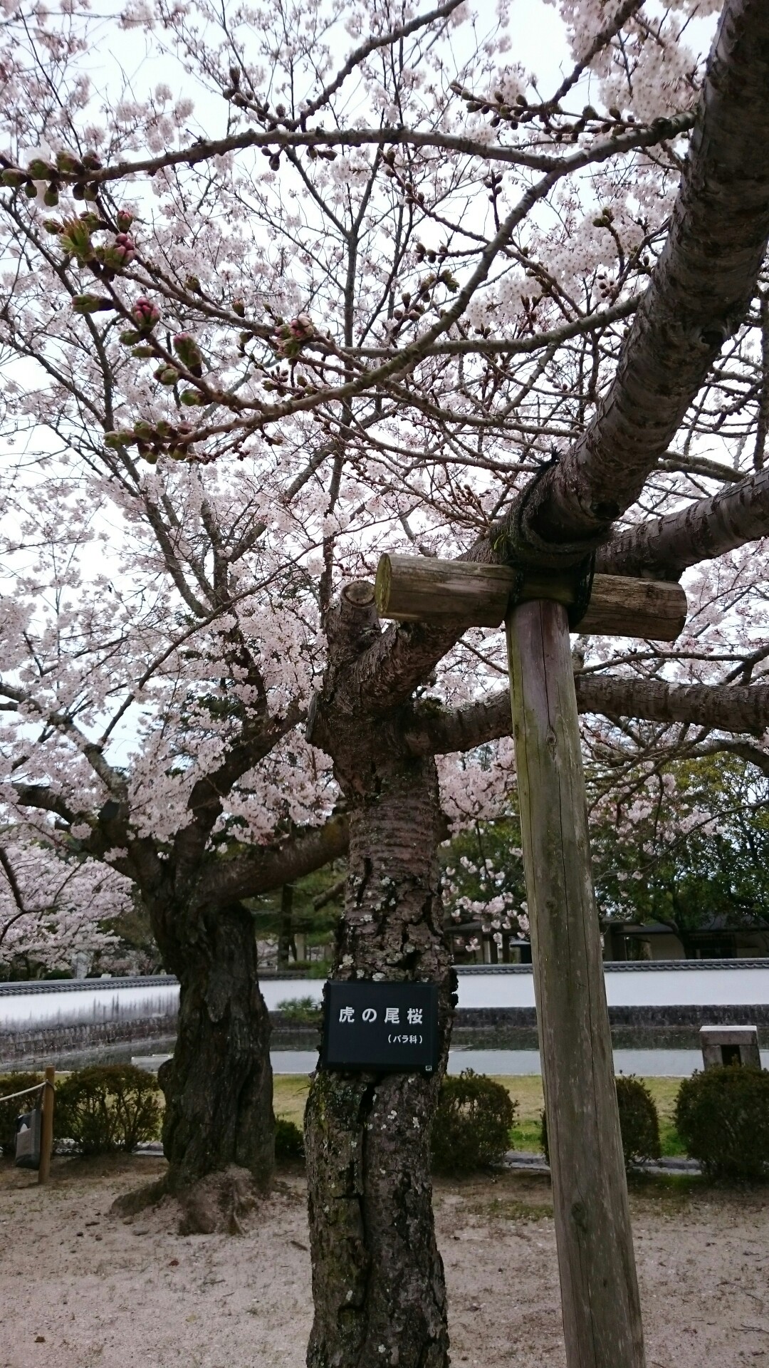 桜と錦帯橋 19 04 05 Kuroさんの岩国市 岩国エリアの活動日記 Yamap ヤマップ