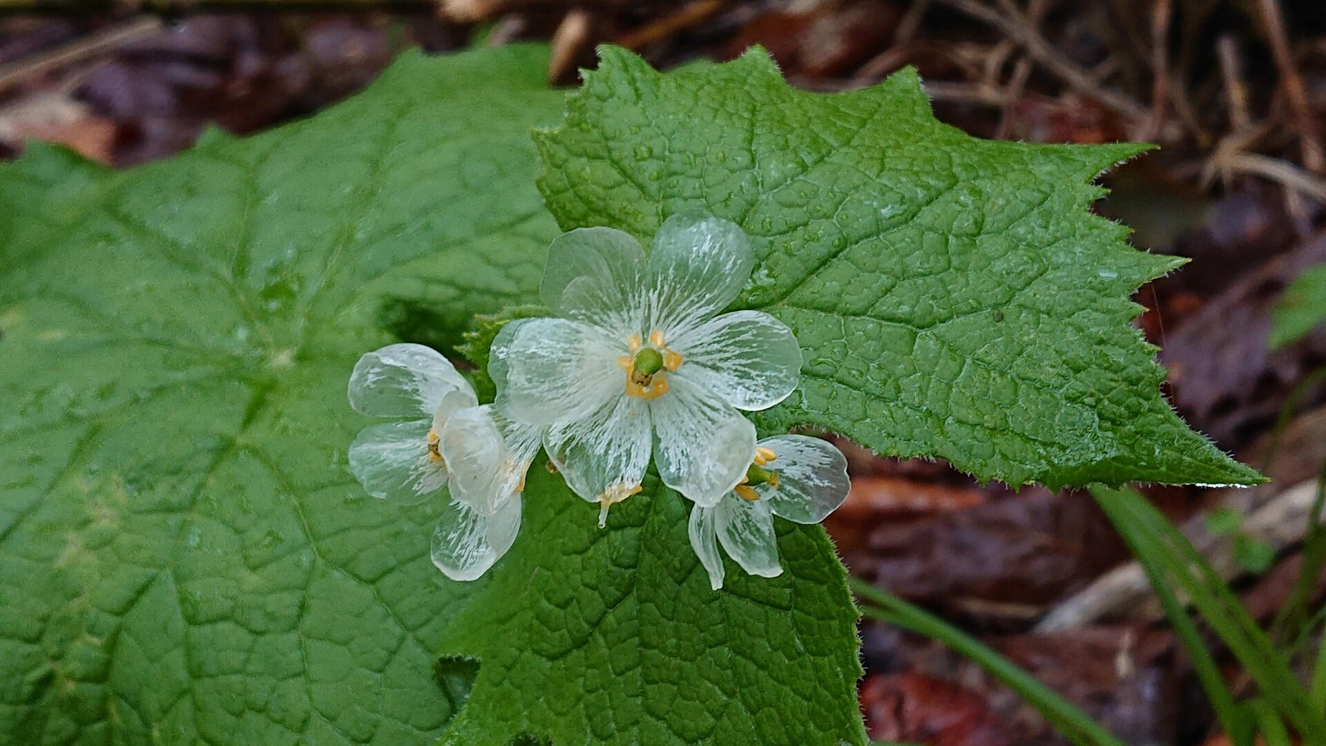 植物愛好家や専門家を魅了する「スケルトンフラワー」
