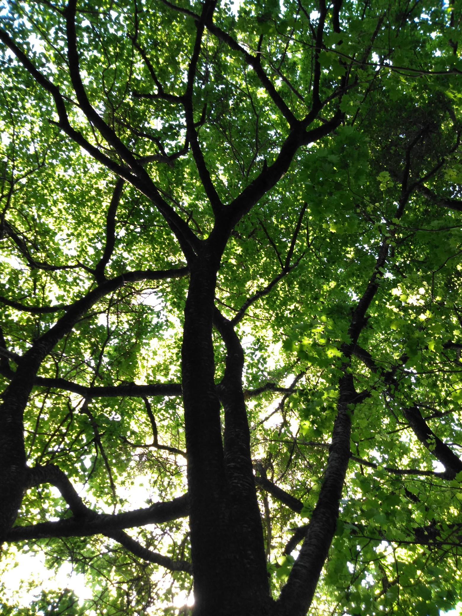 角田山湯の腰コース 稲島コース 仁箇堤 だんご虫さんの角田山の活動日記 Yamap ヤマップ
