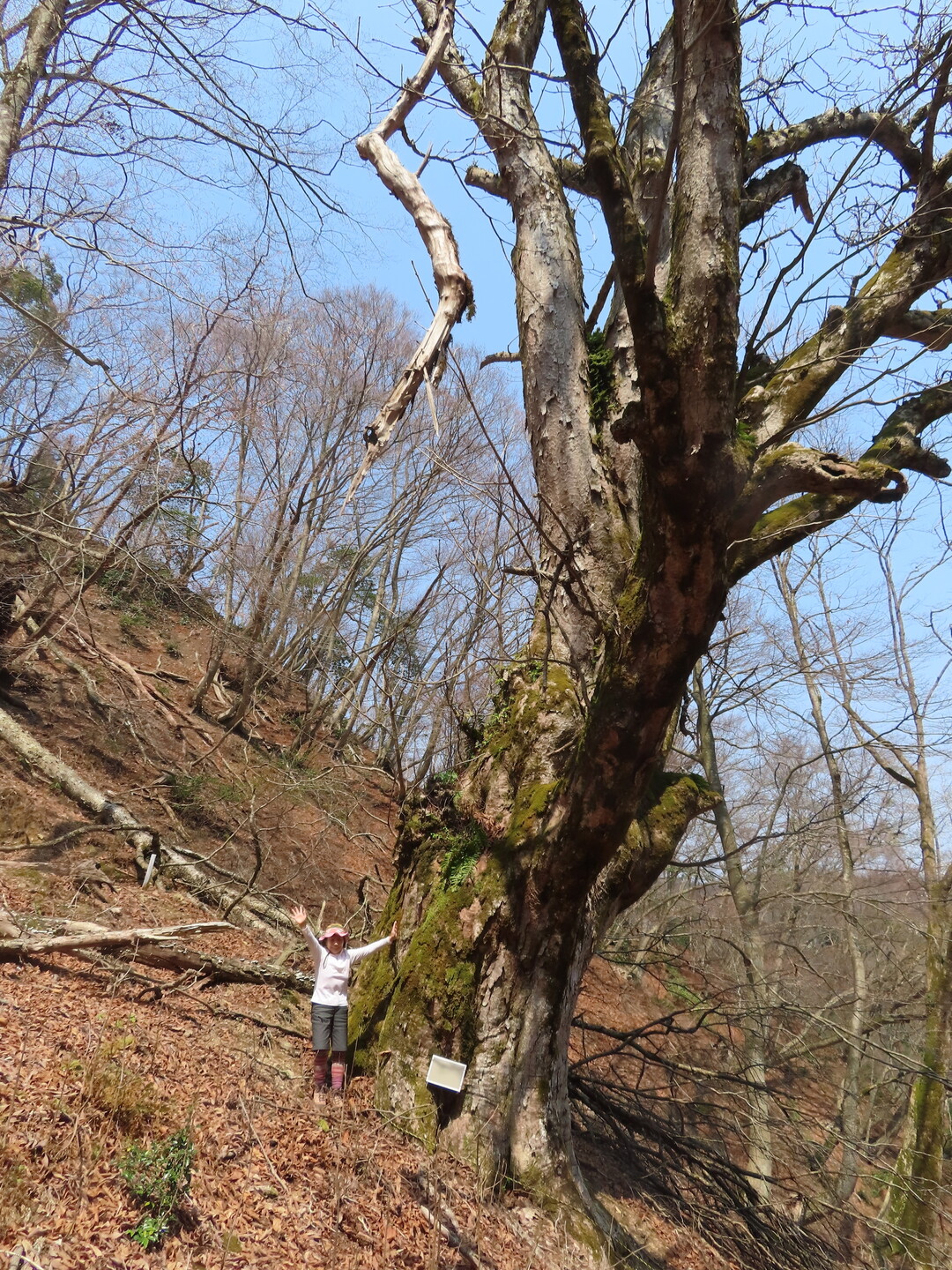 朽木 大トチと正座峰 叫び越 04 08 Ss43mさんの三国岳 経ヶ岳 小野村割岳の活動日記 Yamap ヤマップ