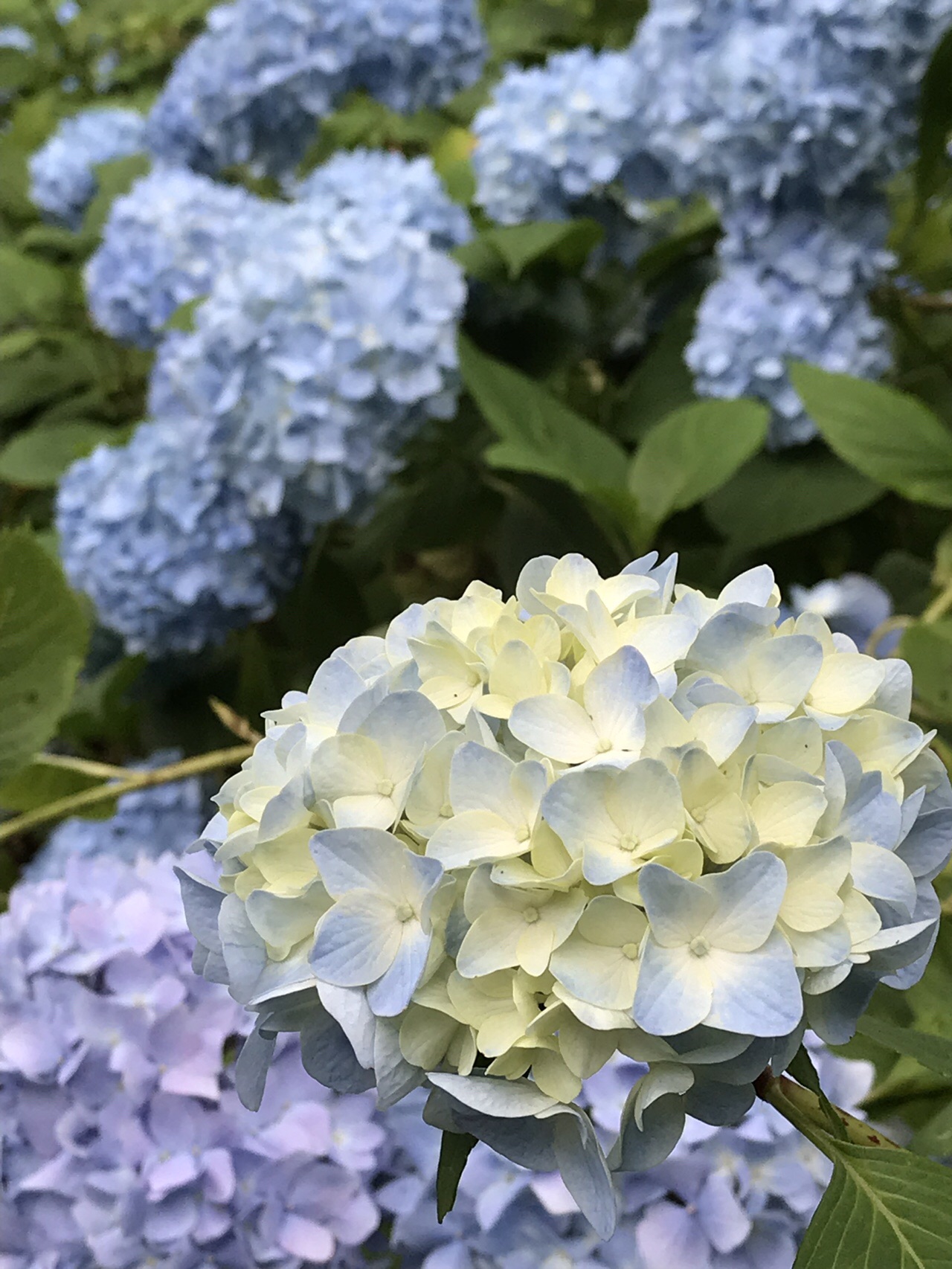 またまた ぬかた園地の紫陽花求めて生駒山へ あさやんさんの生駒山 神津嶽 大原山の活動データ Yamap ヤマップ