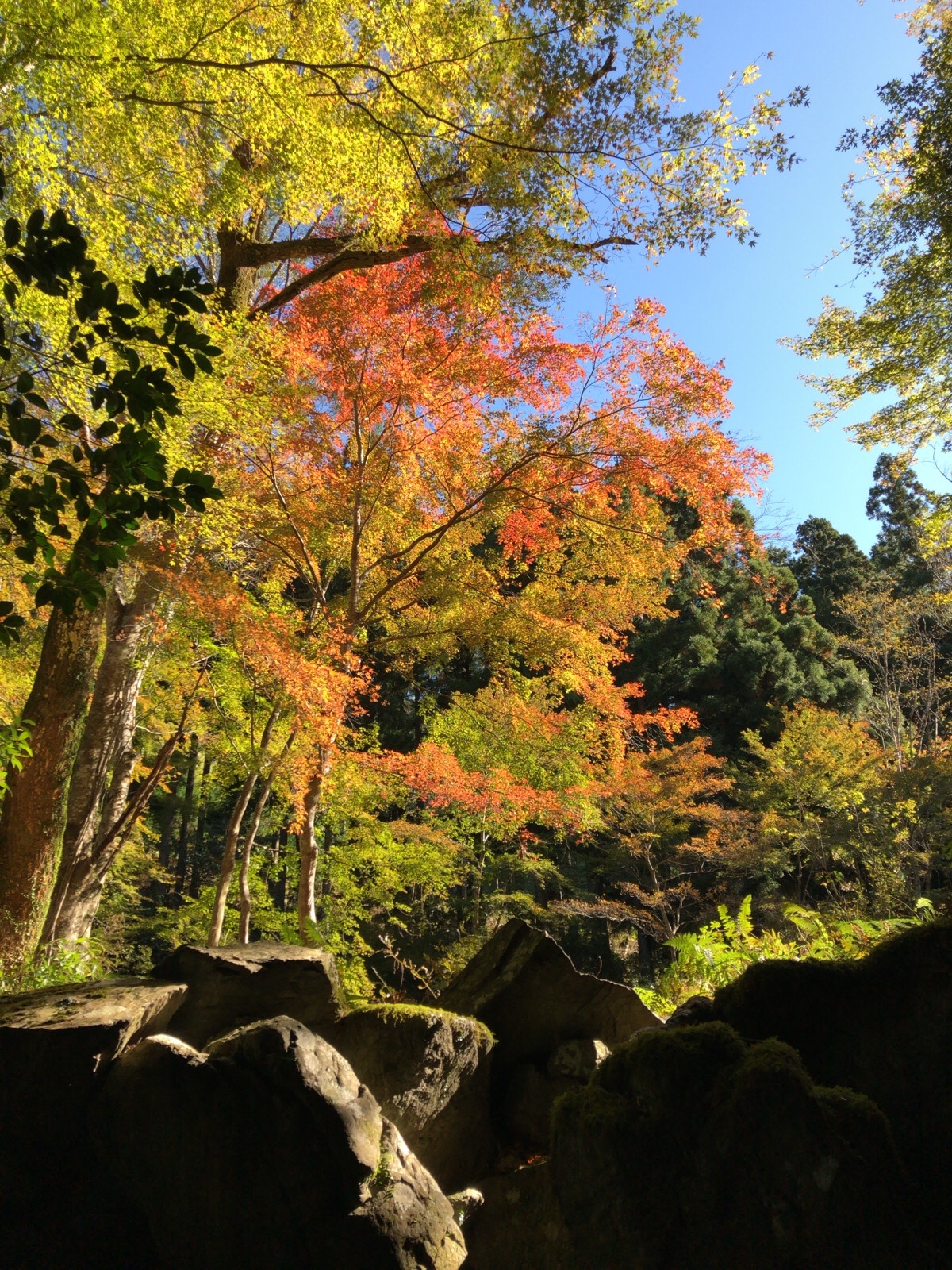 青々の紅葉まつり In くらがり渓谷hk Sagさんの巴山 愛知県 獅子ヶ森 文殊山の活動日記 Yamap ヤマップ