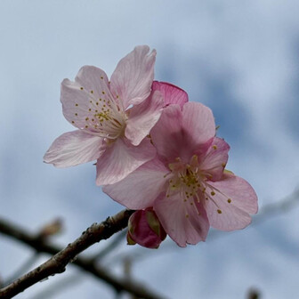 崇台山 サクラサクまだ数輪