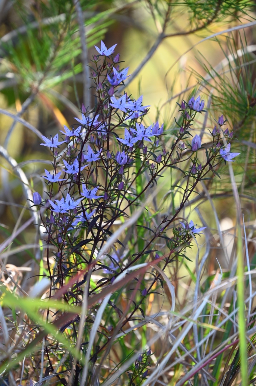 衝撃！高知ムラサキセンブリ乱獲現場に遭遇 / せーこさんの