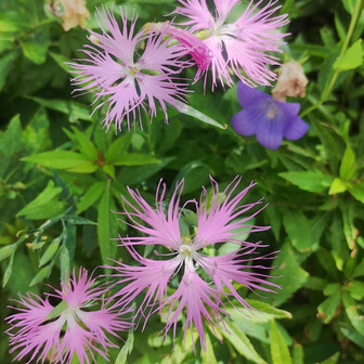 ナデシコ🦋
