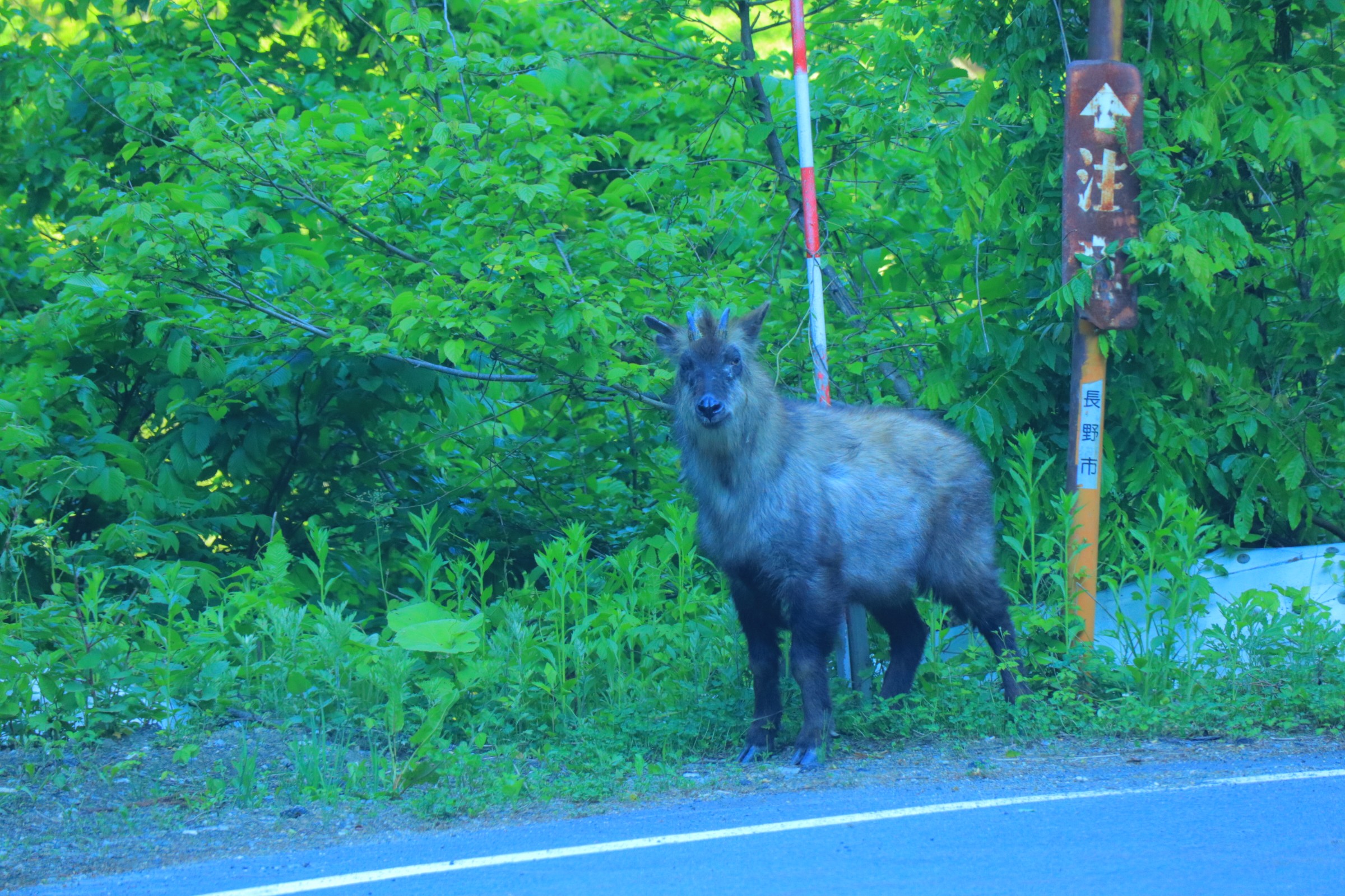 よ から 始まる 動物 Article