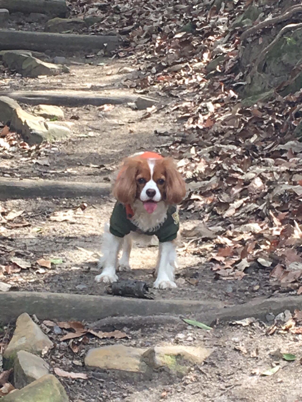 屋島 19 03 14 シンジさんの高松市の活動日記 Yamap ヤマップ