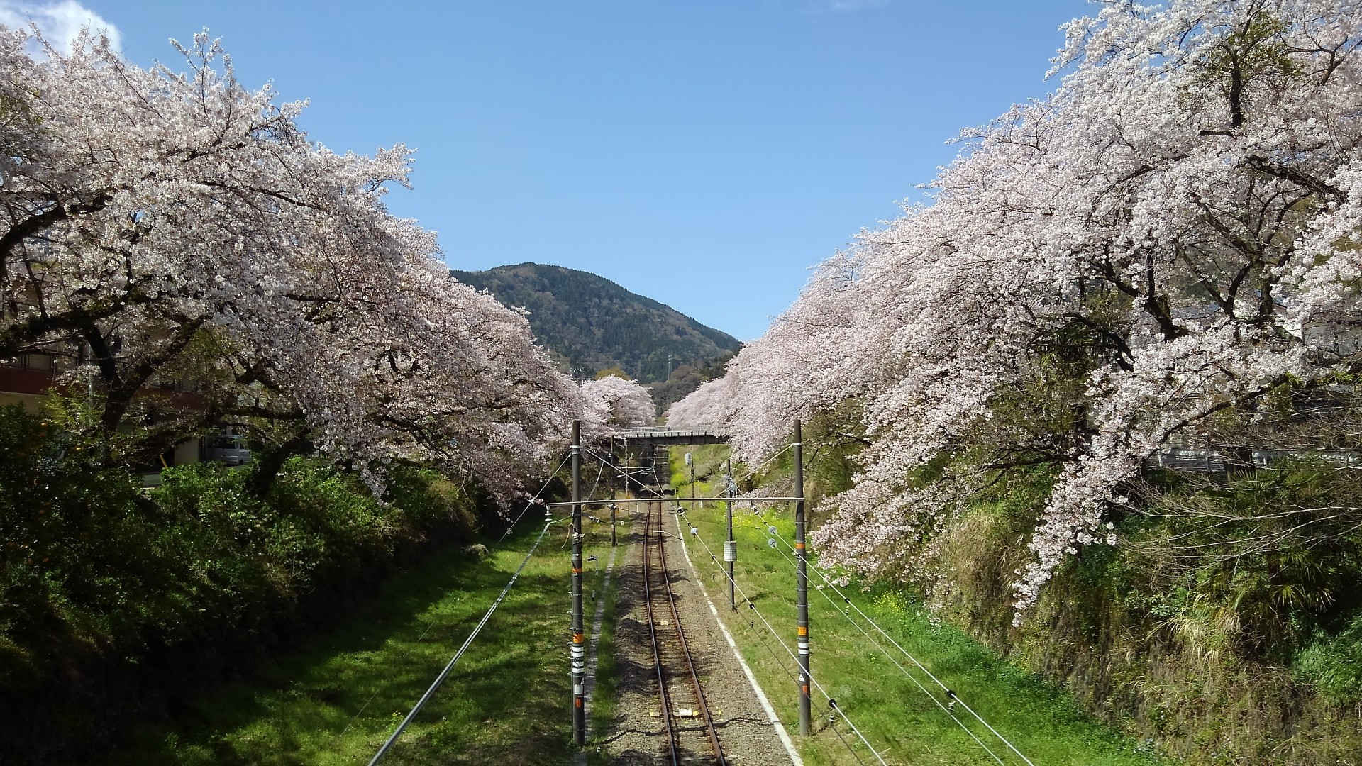 山北の桜 19年4月9日 金子和広さんの高松山 大野山の活動日記 Yamap ヤマップ