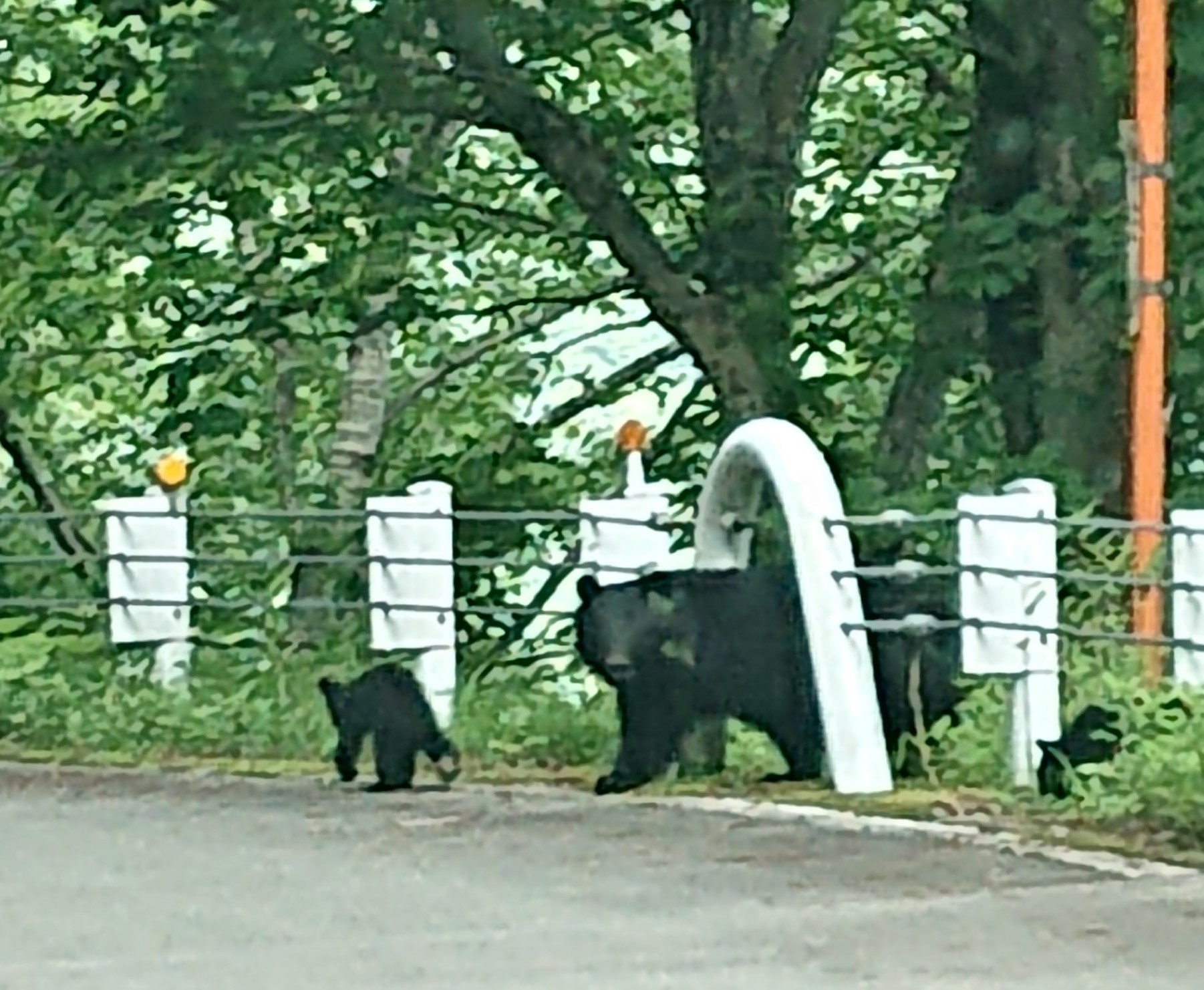 クマに出会える有峰林道 たもりさんの水晶岳 薬師岳 黒部五郎岳の活動日記 Yamap ヤマップ