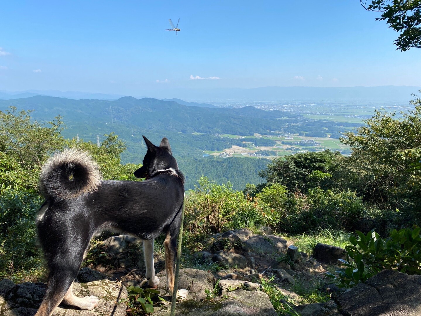 犬連れ 沢遊びしながら砥上岳 リシェスさんの砥上岳の活動データ Yamap ヤマップ