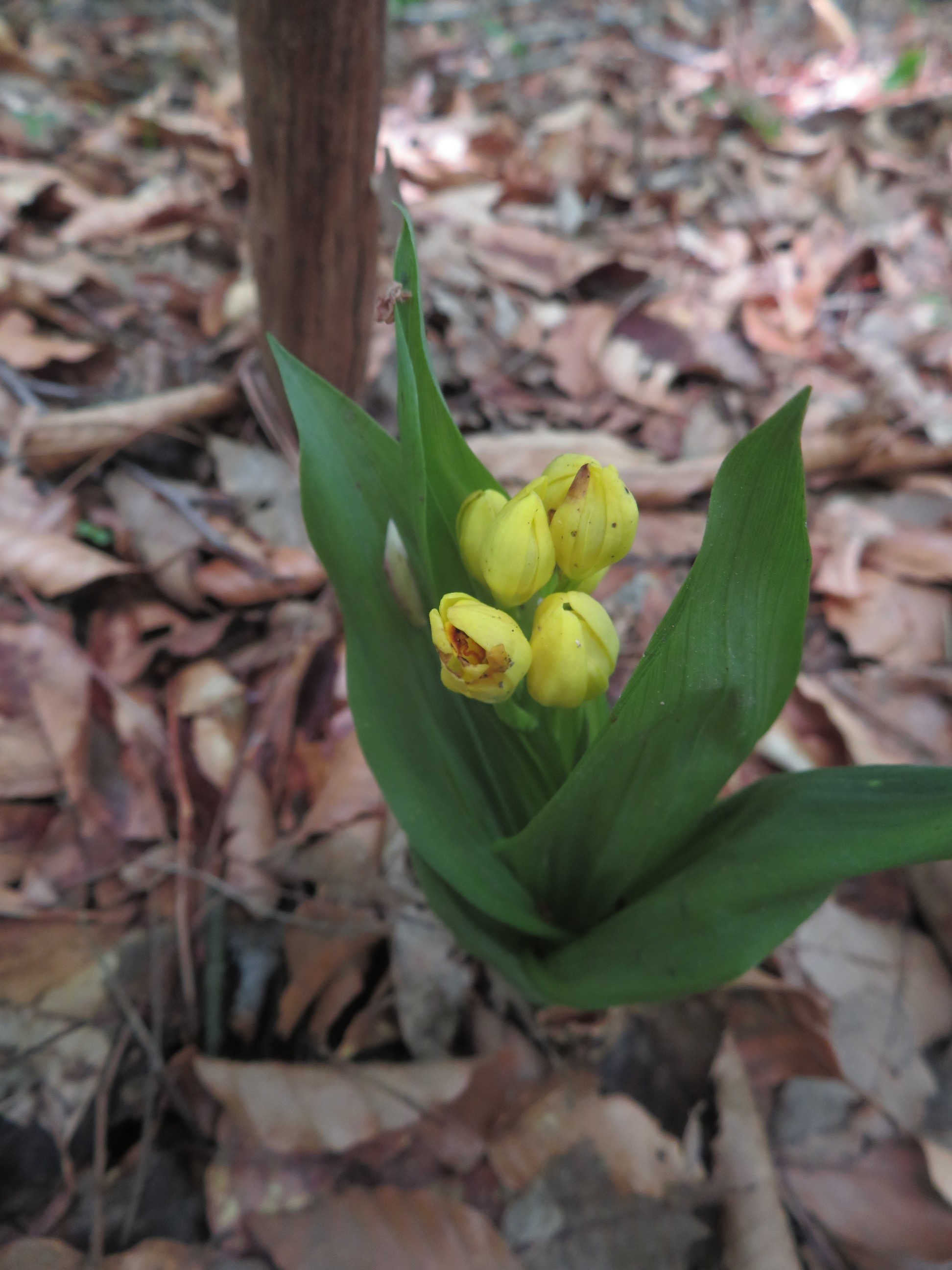 東山 サラサドウダンを見に ケイさんの東山 兵庫県宍粟市 の活動日記 Yamap ヤマップ