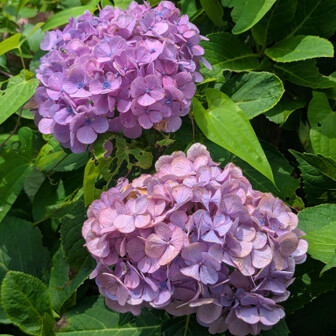 一周して花を見て回る